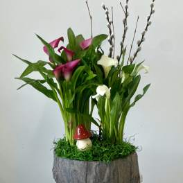 Calla Lily Blooming Plant by Westford Florist Floral Art by Veny