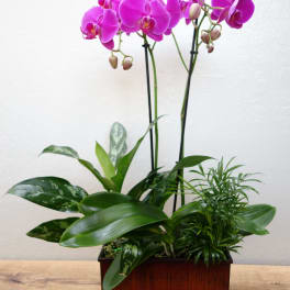 Pink orchids in a rectangular wooden planter with green foliage