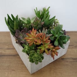 Succulent arrangement in a white geometric planter
