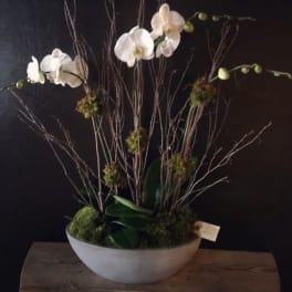 White orchids arranged in a shallow white bowl with branches