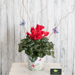 Potted cyclamen with red blooms in a floral-print container