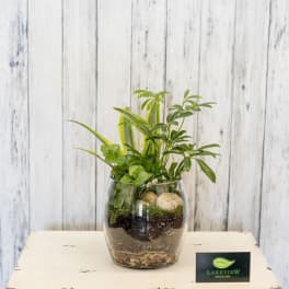 Glass bowl terrarium with assorted green plants and pebbles