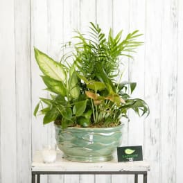 Green houseplant arrangement in a glass bowl planter