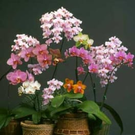 Special sale: Miniature orchid buds and blooms
