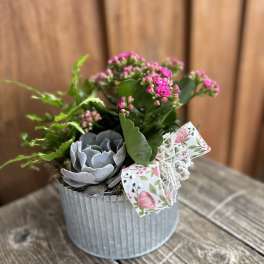 Small potted succulent arrangement with pink blooms and a floral ribbon