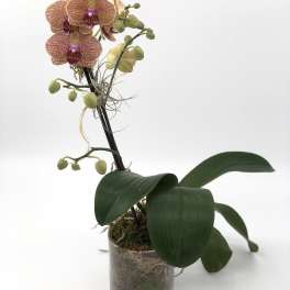 Potted yellow and magenta phalaenopsis orchid plant in a clear glass vase