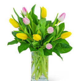 Yellow and pink tulips arranged in a clear glass cylinder vase with water