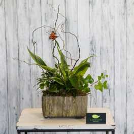 Potted green plant arrangement with curly branches and a butterfly accent