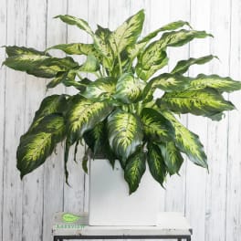 Potted variegated green houseplant in a white container