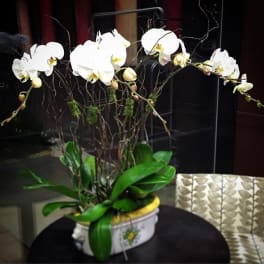 White orchids arranged in a decorative pot on a table