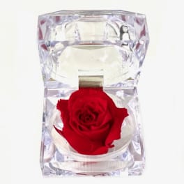 Single red rose in a clear faceted acrylic holder