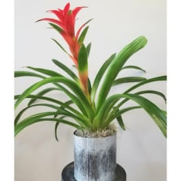Potted bromeliad with red bloom in a silver container