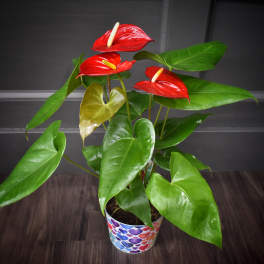 Potted anthurium plant with red blooms and glossy green leaves