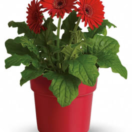 Red gerbera daisies in a red pot