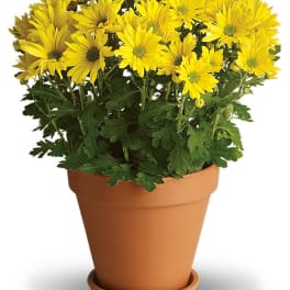 Yellow daisy-like flowers in a terracotta pot