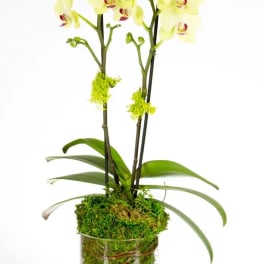 Potted yellow-green orchid in a clear glass vase with moss and pebbles.