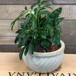 Potted green houseplant in a white ceramic bowl planter