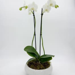 Classic Double Phalaenopsis Planter