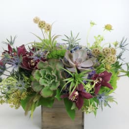 Succulent arrangement with burgundy orchids in a wooden box