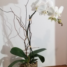 White phalaenopsis orchid plant with arching blooms in a clear glass cube filled with pebbles.