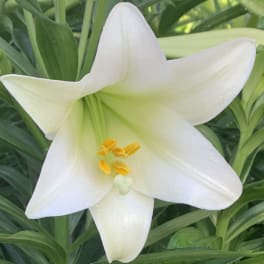 2 planted Premium Easter Lilies