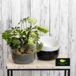 Potted green houseplant in a gray bowl planter beside an empty black-and-white bowl