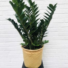 Potted green plant with upright glossy leaves in a woven basket