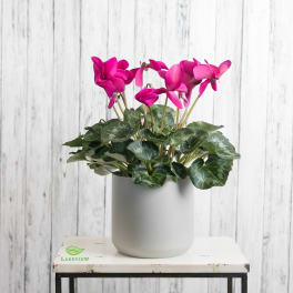 Pink cyclamen in a white pot on a small table
