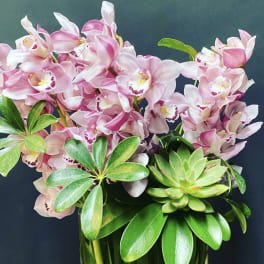 Pink orchids arranged with glossy green foliage in a vase