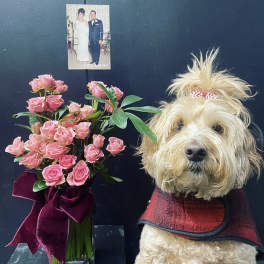 Pink rose bouquet beside a small dog wearing a red plaid coat