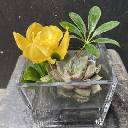 Yellow tulip and succulent in a square glass vase
