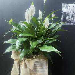 White peace lilies in a wooden box with a burlap bow