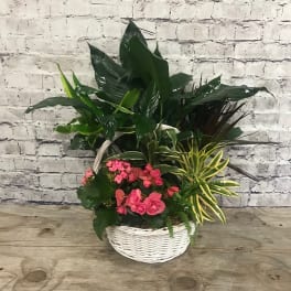 Pink flowers in a white wicker basket with large green foliage
