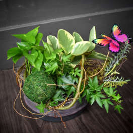 Mixed potted plants in a low bowl with a colorful butterfly pick