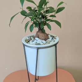 Potted green plant in a white container on a metal stand
