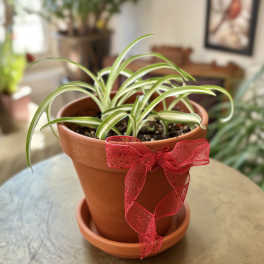 Potted spider plant with a red ribbon bow