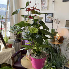 Potted anthurium plant with red and white blooms in a pink bucket
