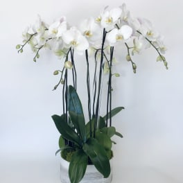 White orchid arrangement in a white container