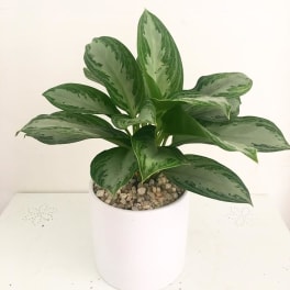 Potted green houseplant in a white container with pebbles on top