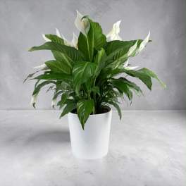 Peace Lily Plant – A Lasting Expression of Sympathy