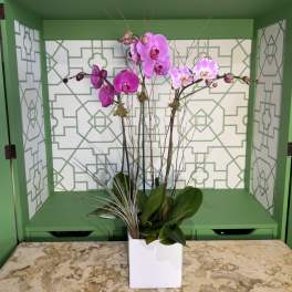 Tall pink phalaenopsis orchid plant with air plant accents in a white square pot