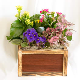 Potted flowering plants in a wooden box planter