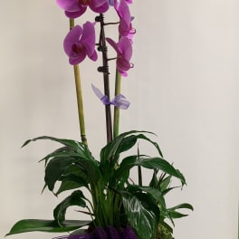 Potted purple orchid plant with a ribbon bow