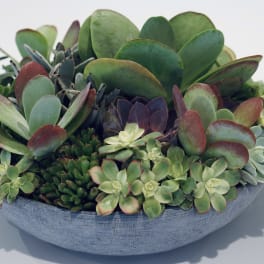 Succulent arrangement in a shallow blue bowl