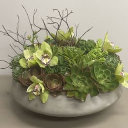 Low succulent and green orchid arrangement in a round gray bowl
