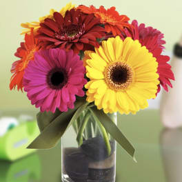 Bright gerbera daisies in a clear glass vase with a ribbon bow
