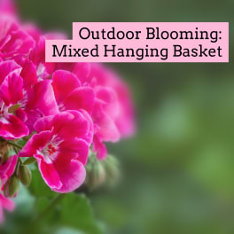 Bright pink flowers with a text banner reading Outdoor Blooming: Mixed Hanging Basket