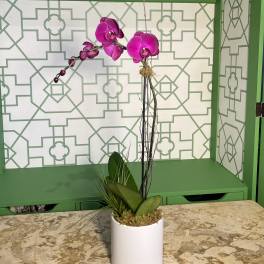 Pink orchid arrangement in a white cylindrical pot