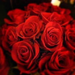 Close-up bouquet of red roses