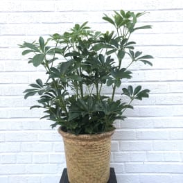 Potted green houseplant in a woven basket planter